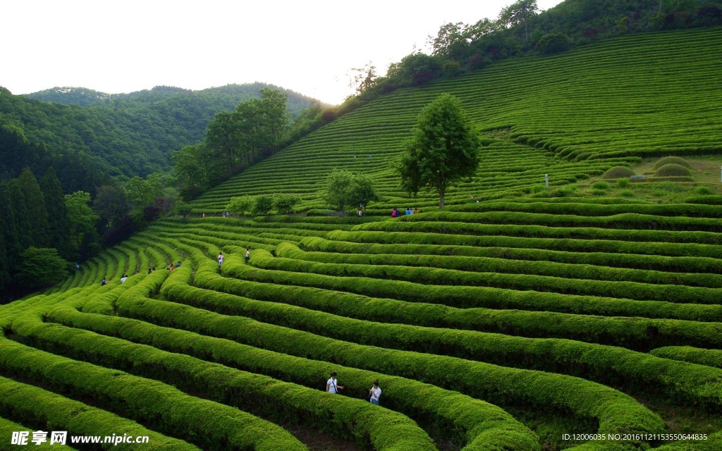 綠茶種植園