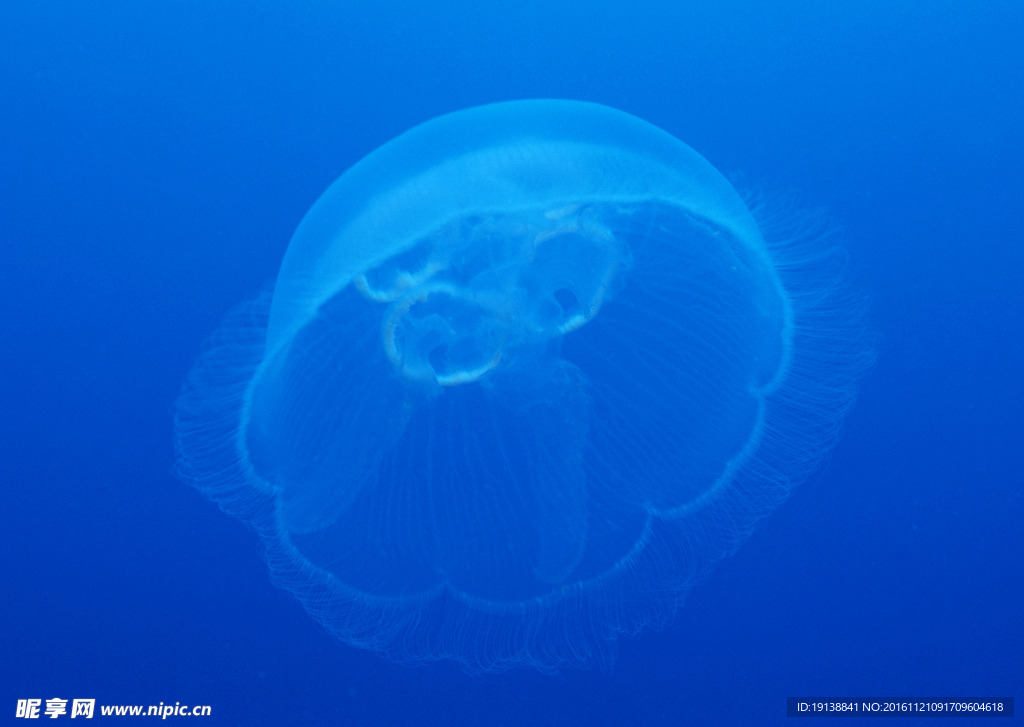 海洋生物 海底世界