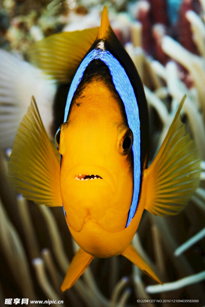 小丑魚(yú)