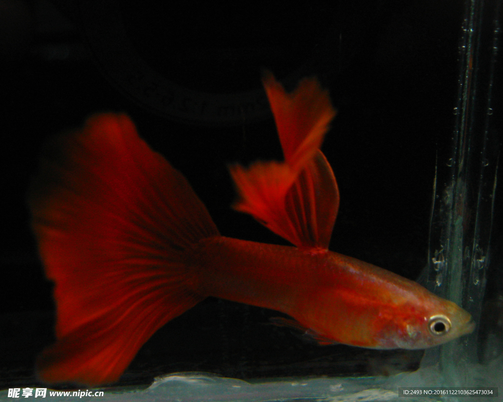 全紅孔雀魚