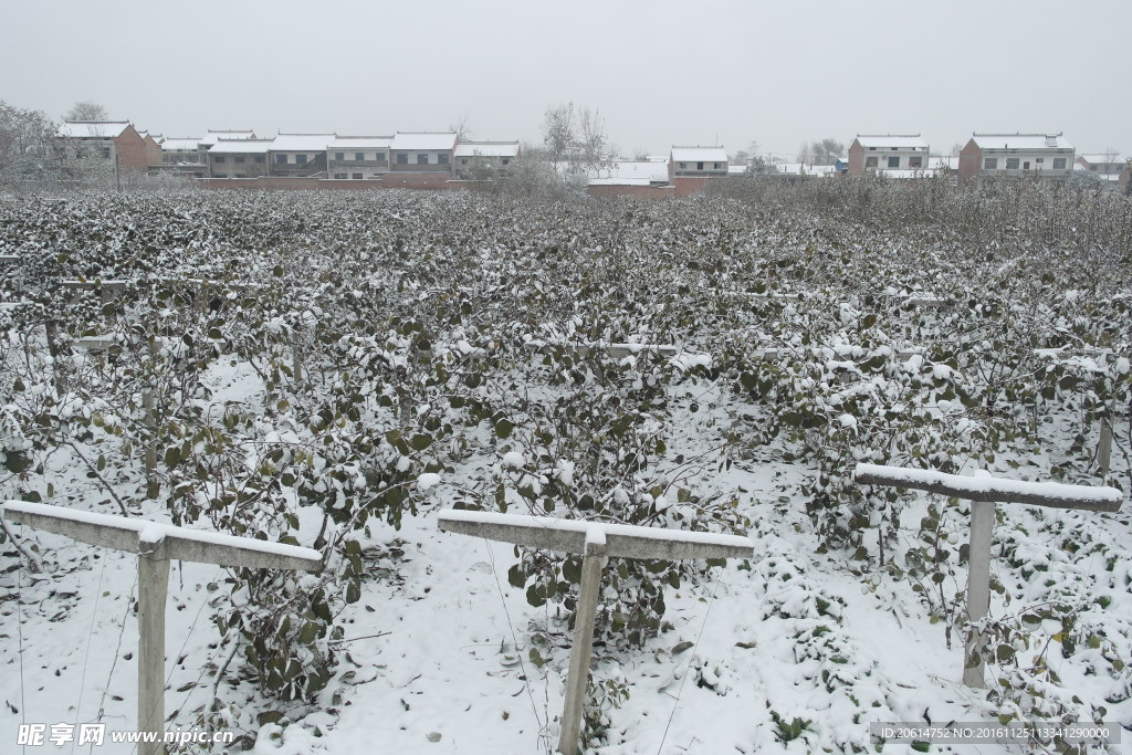 鄉(xiāng)村雪景