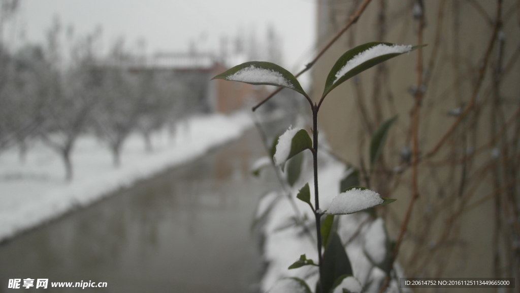 葉子上的白雪