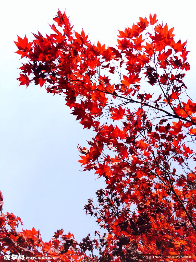 紅葉