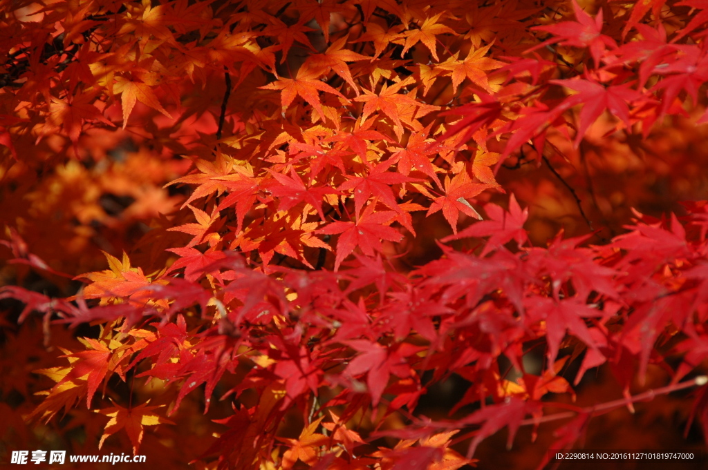 紅葉