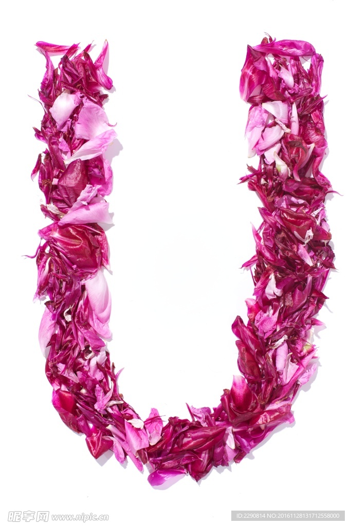 牡丹花 花卉 鮮花 花朵 牡丹