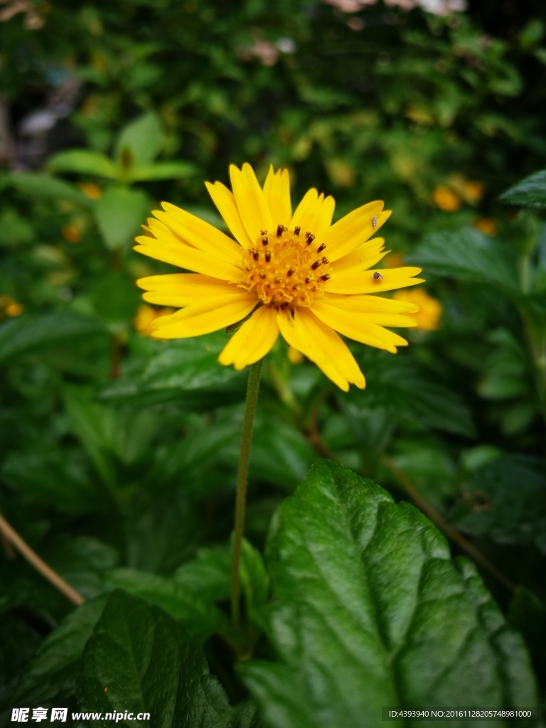 雛菊