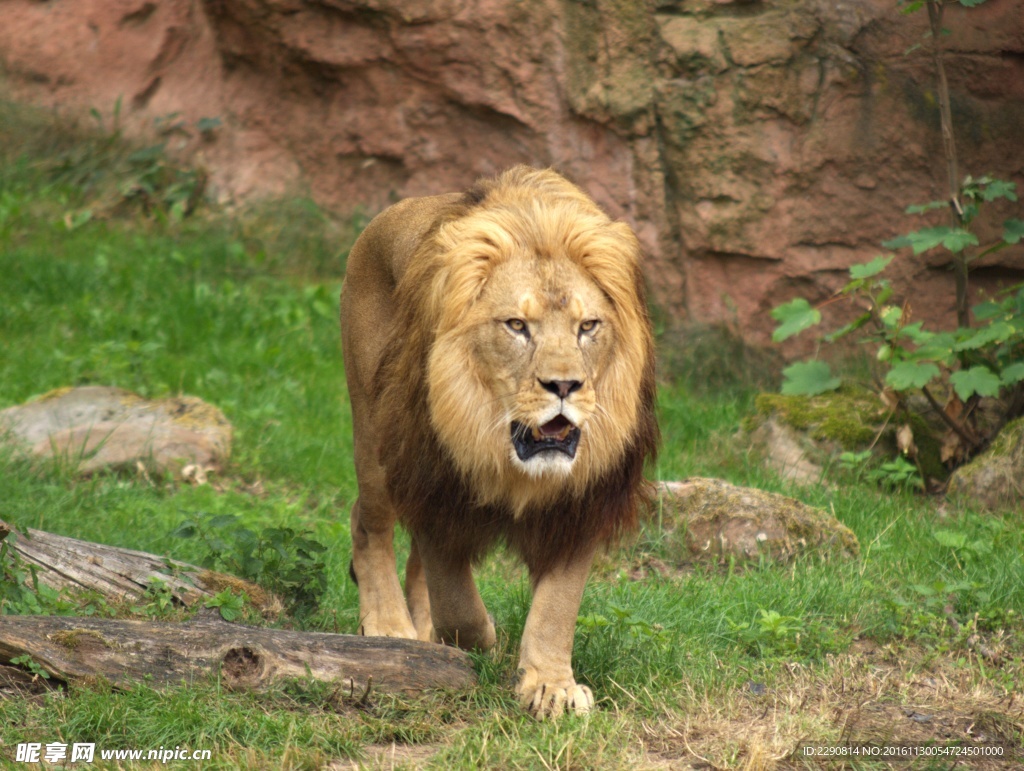 獅子 雄獅 獅 野獸 野生 動