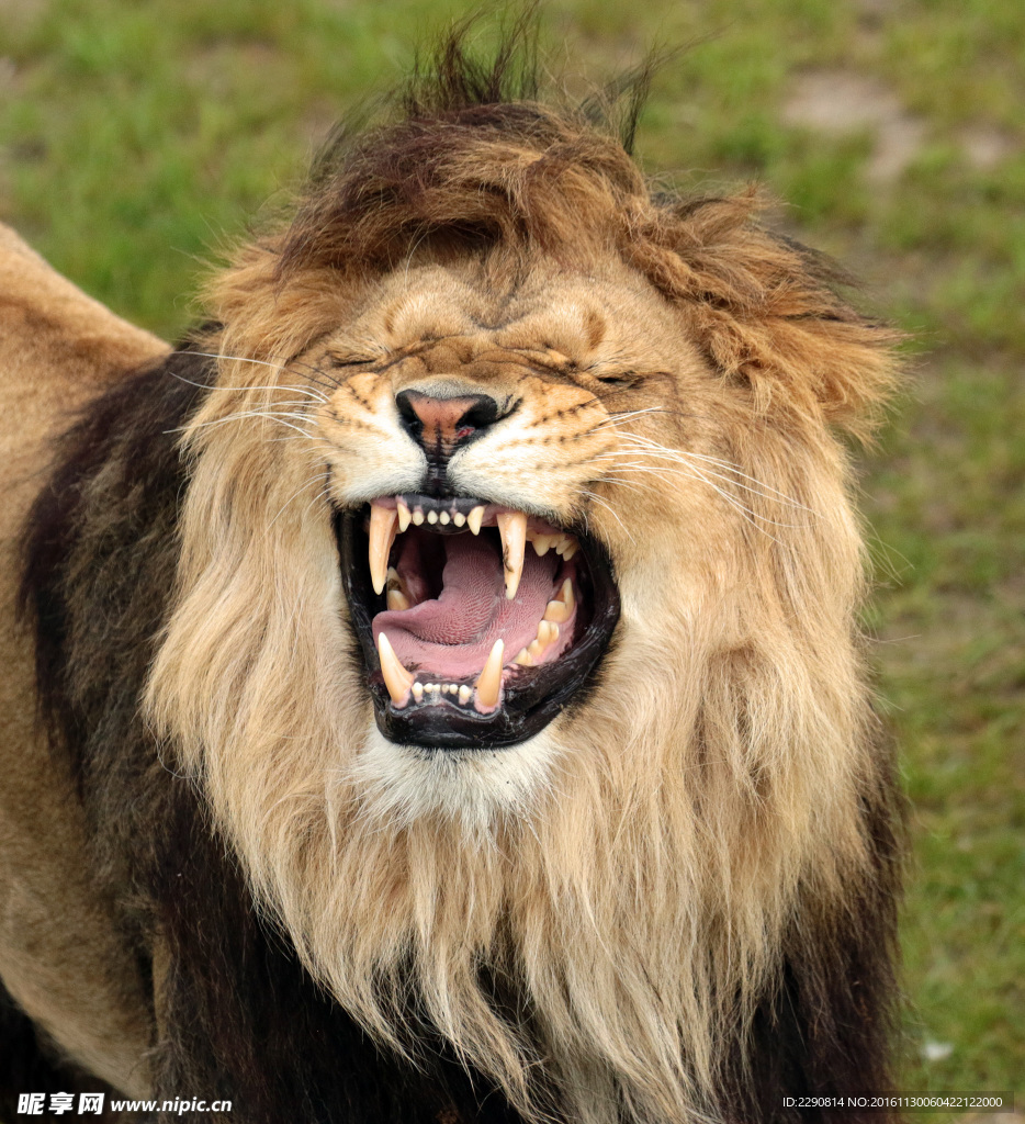 獅子 雄獅 獅 野獸 野生 動