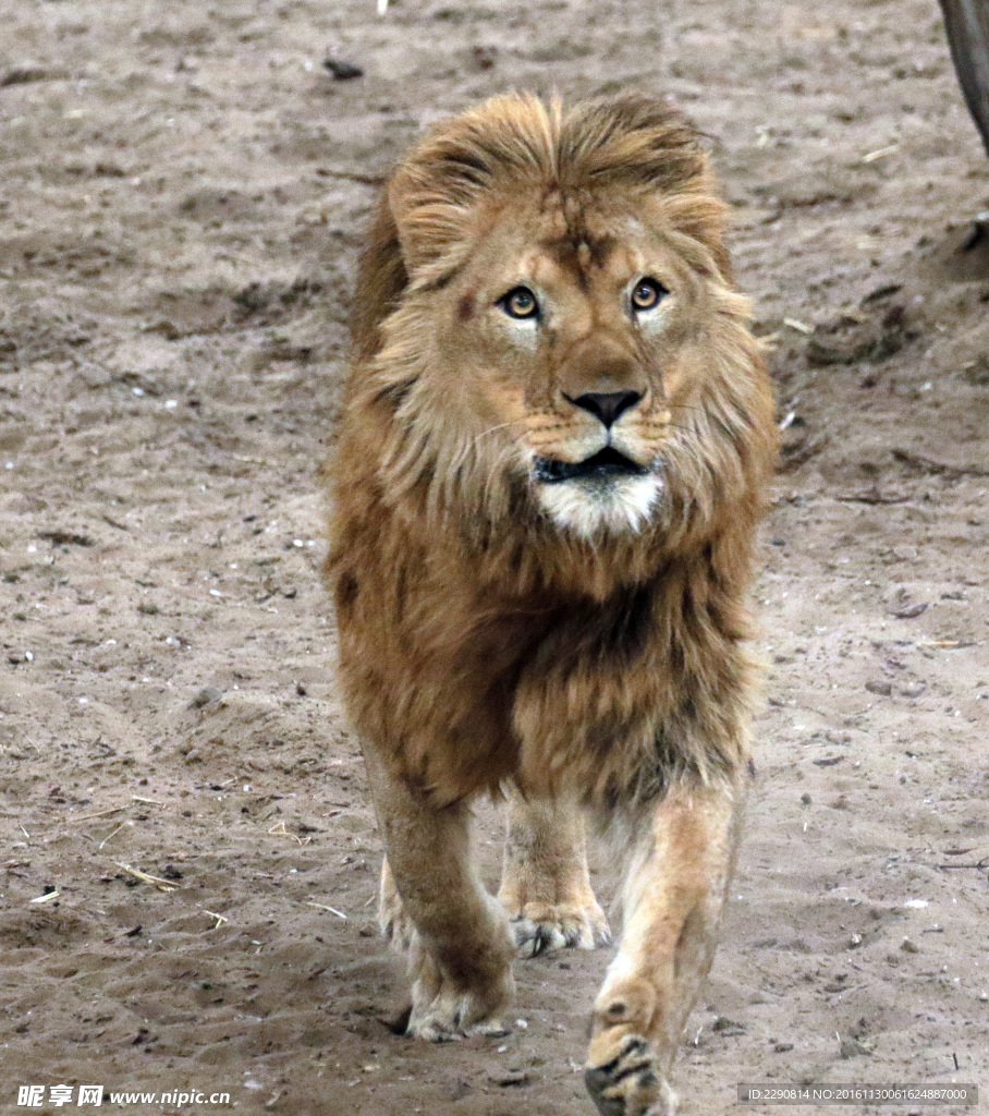 獅子 雄獅 獅 野獸 野生 動