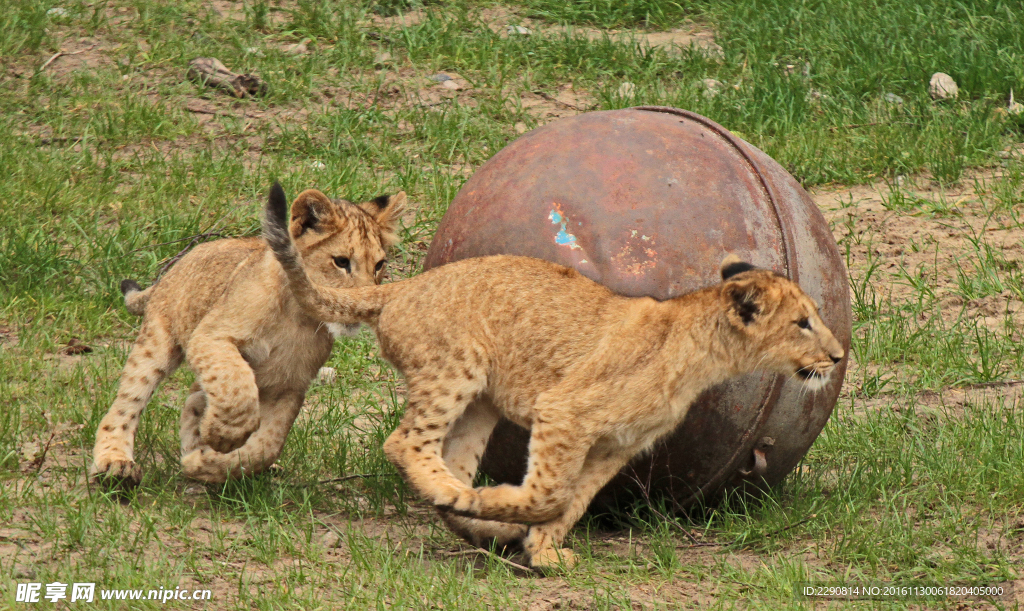 獅子 雄獅 獅 野獸 野生 動