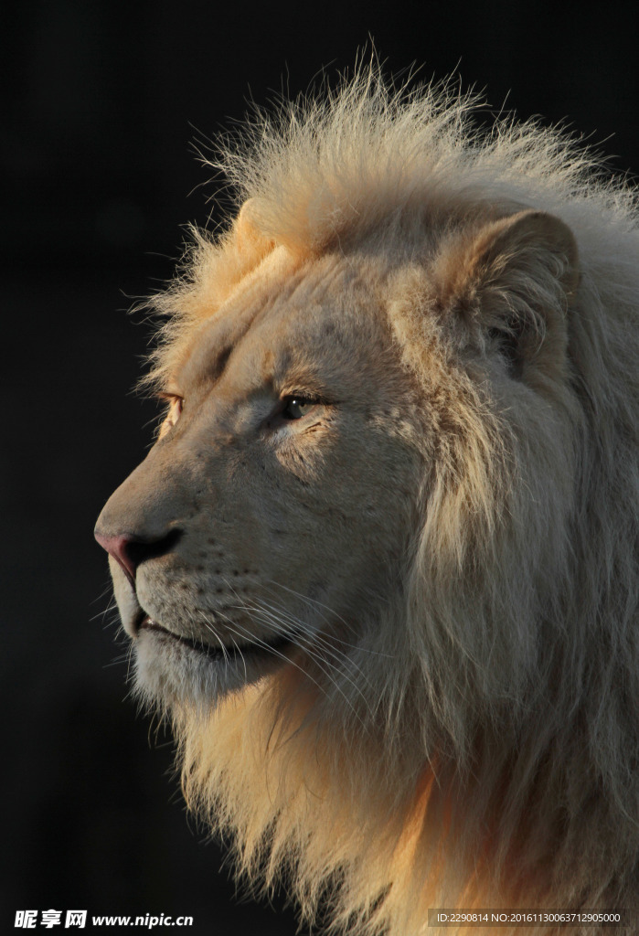獅子 雄獅 獅 野獸 野生 動