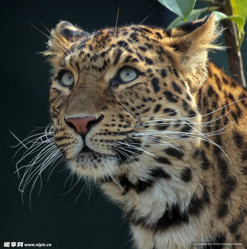 豹子 豹 獵豹 野生豹子 野生