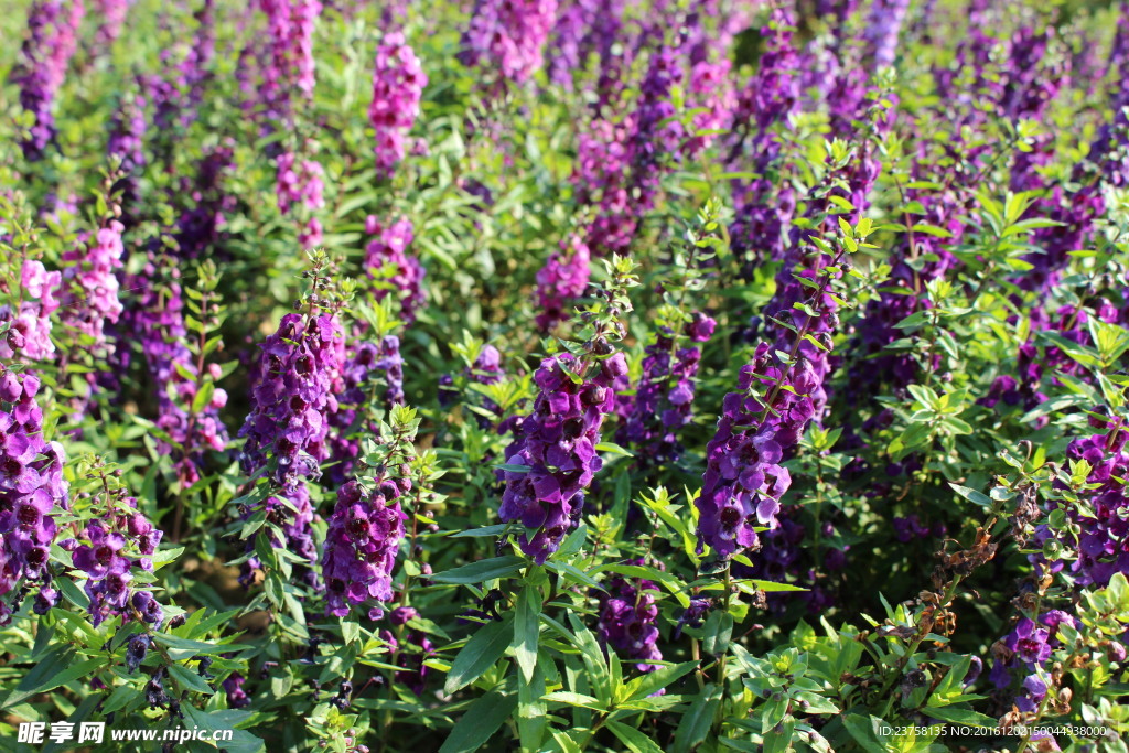紫色薰衣草植物图片