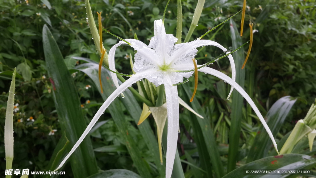 水仙花