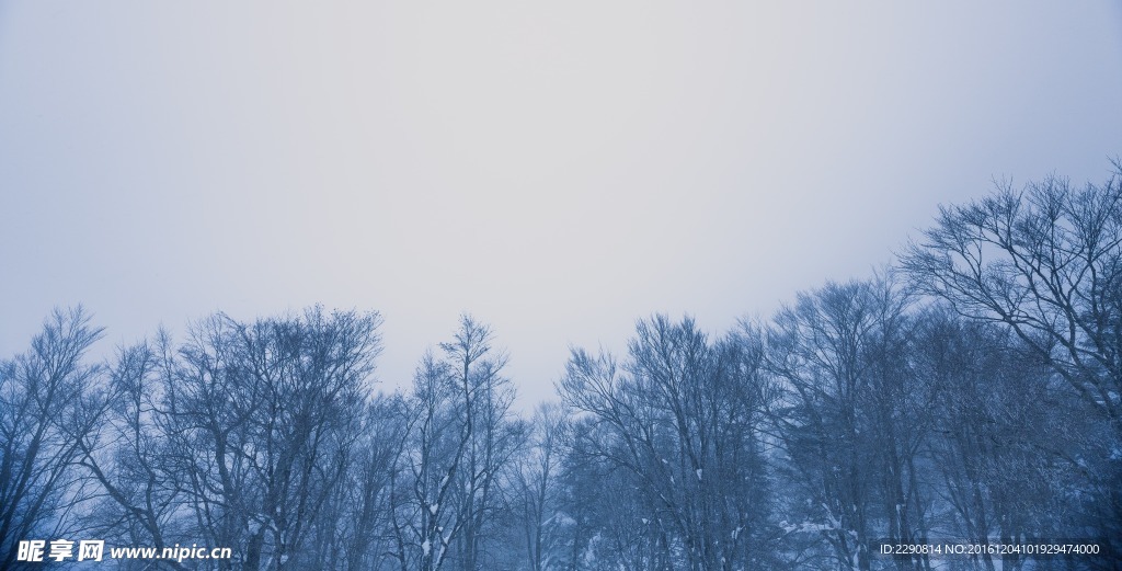 樹林 樹