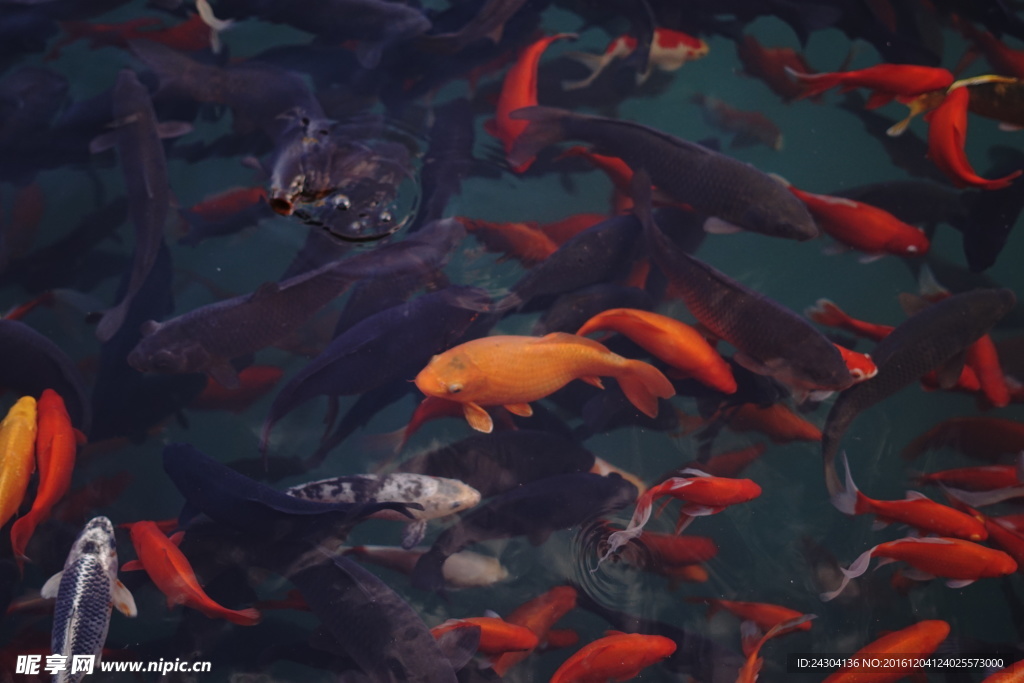 五龍潭的魚
