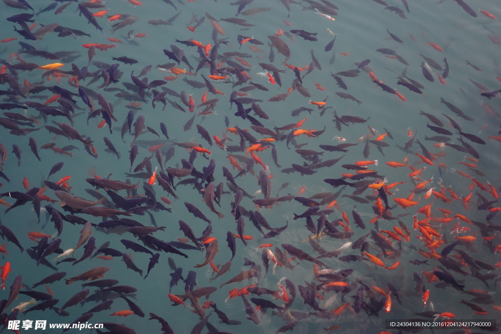 五龍潭的魚