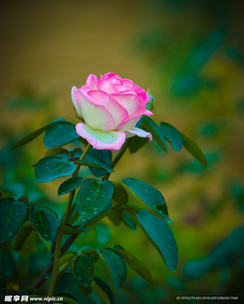 月季花