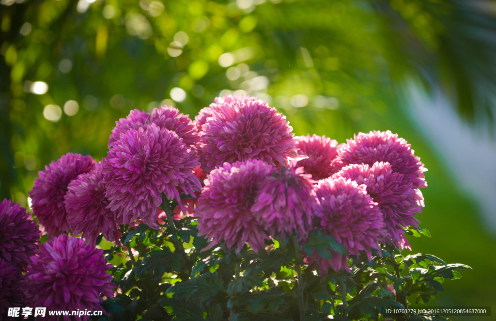菊花
