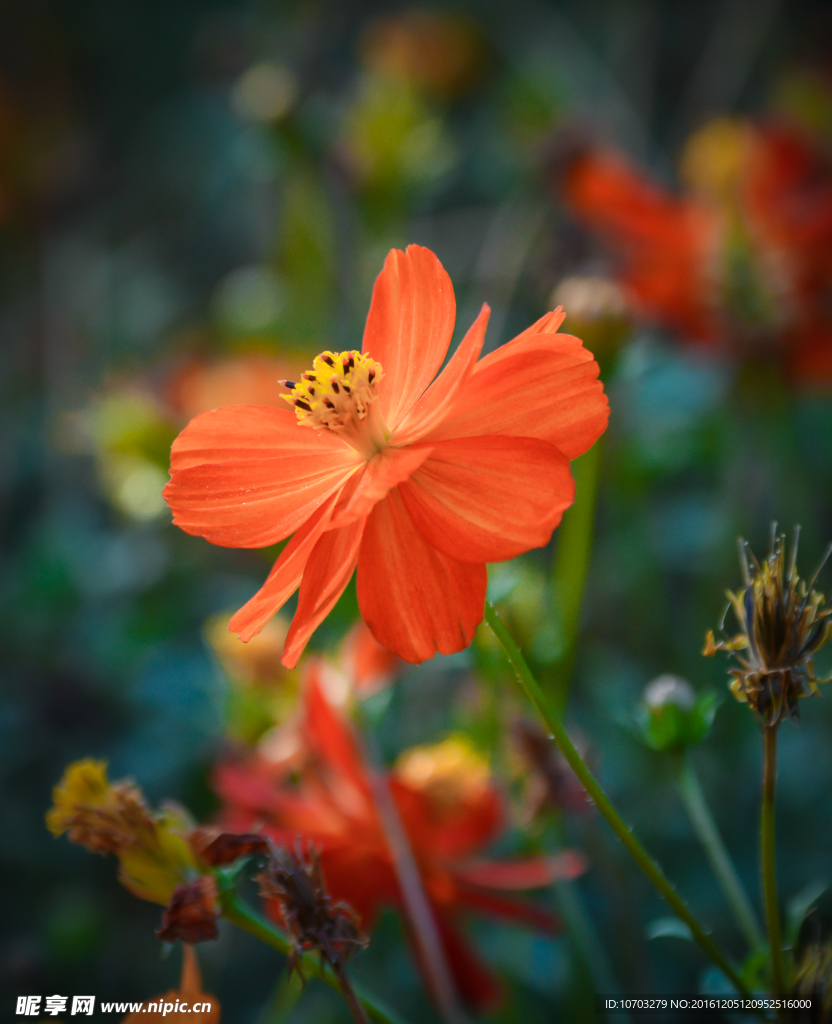 小紅花