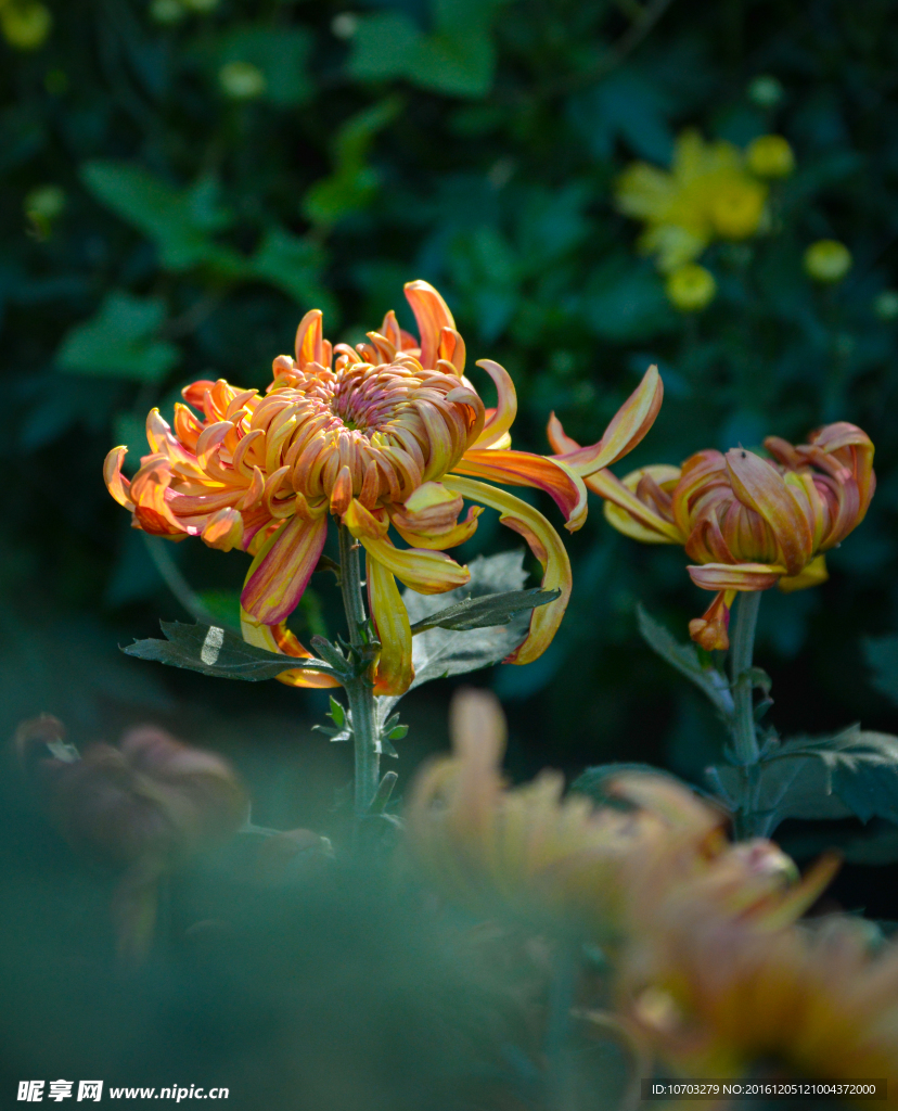 菊花