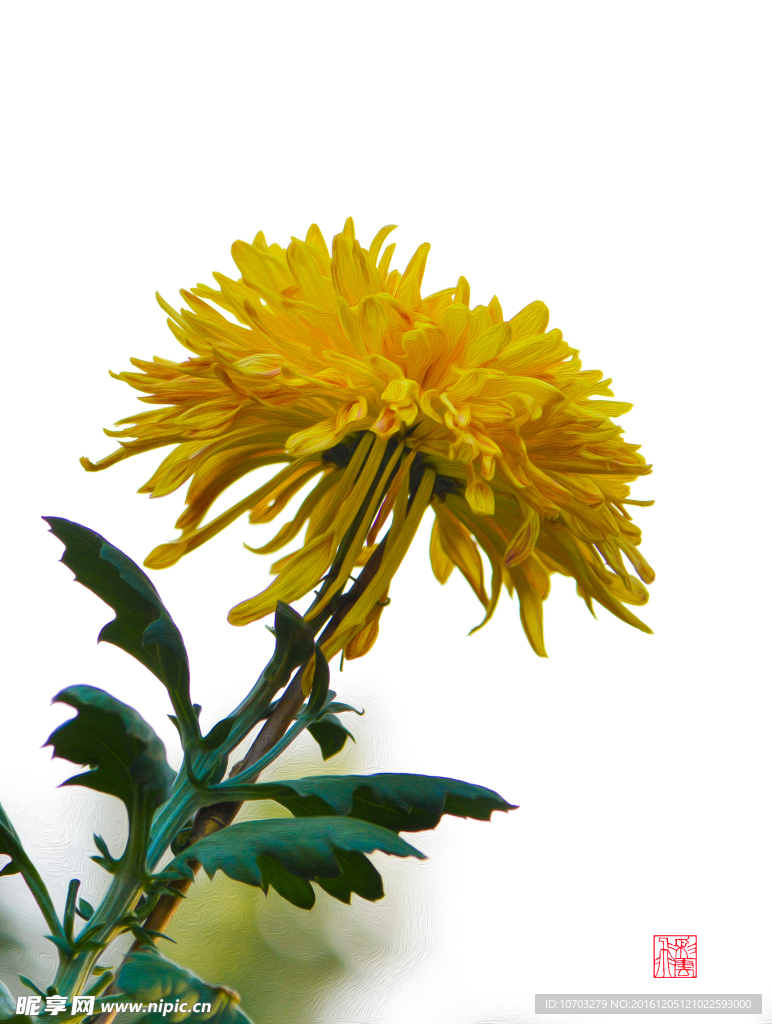 菊花