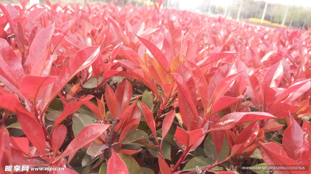 紅葉