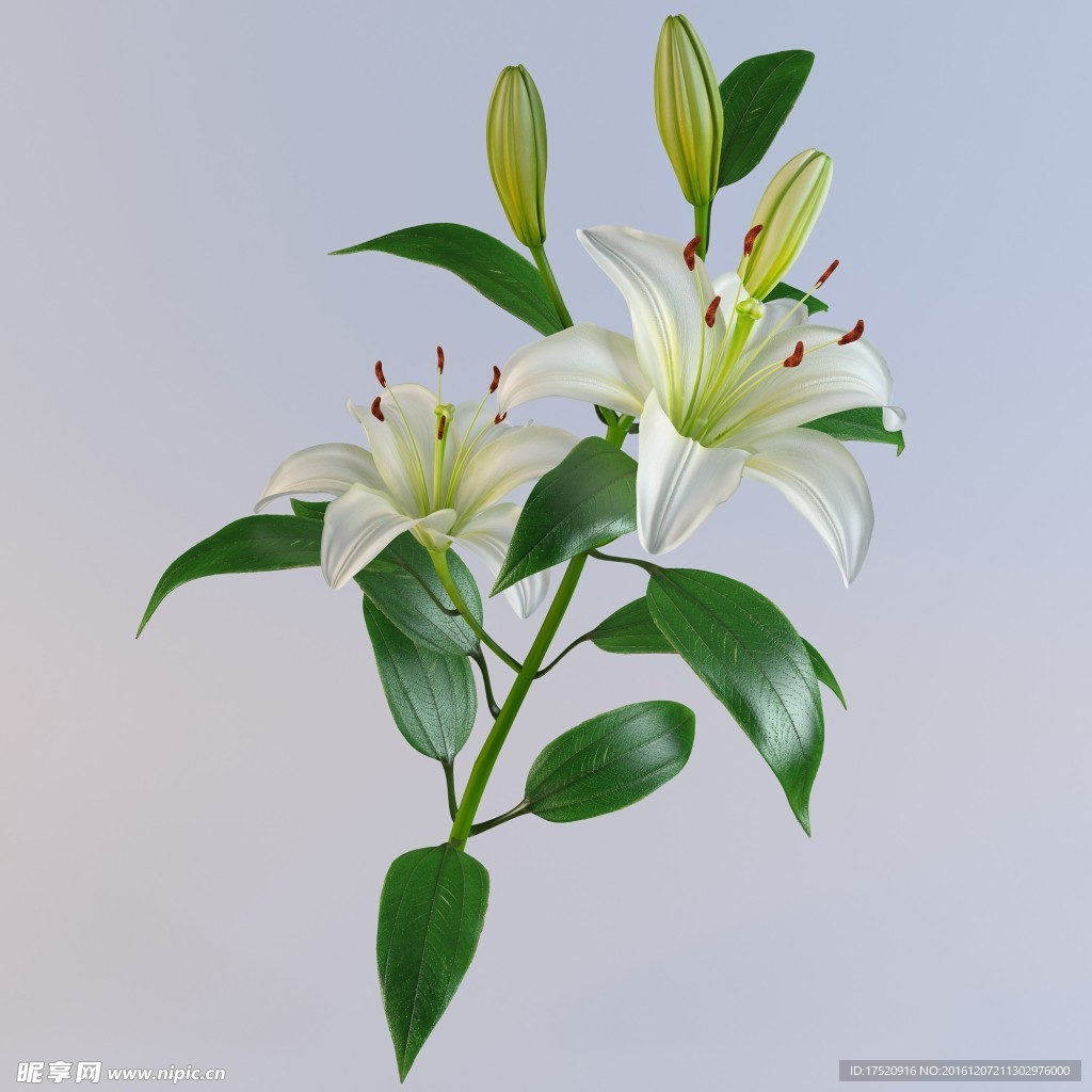 百合花