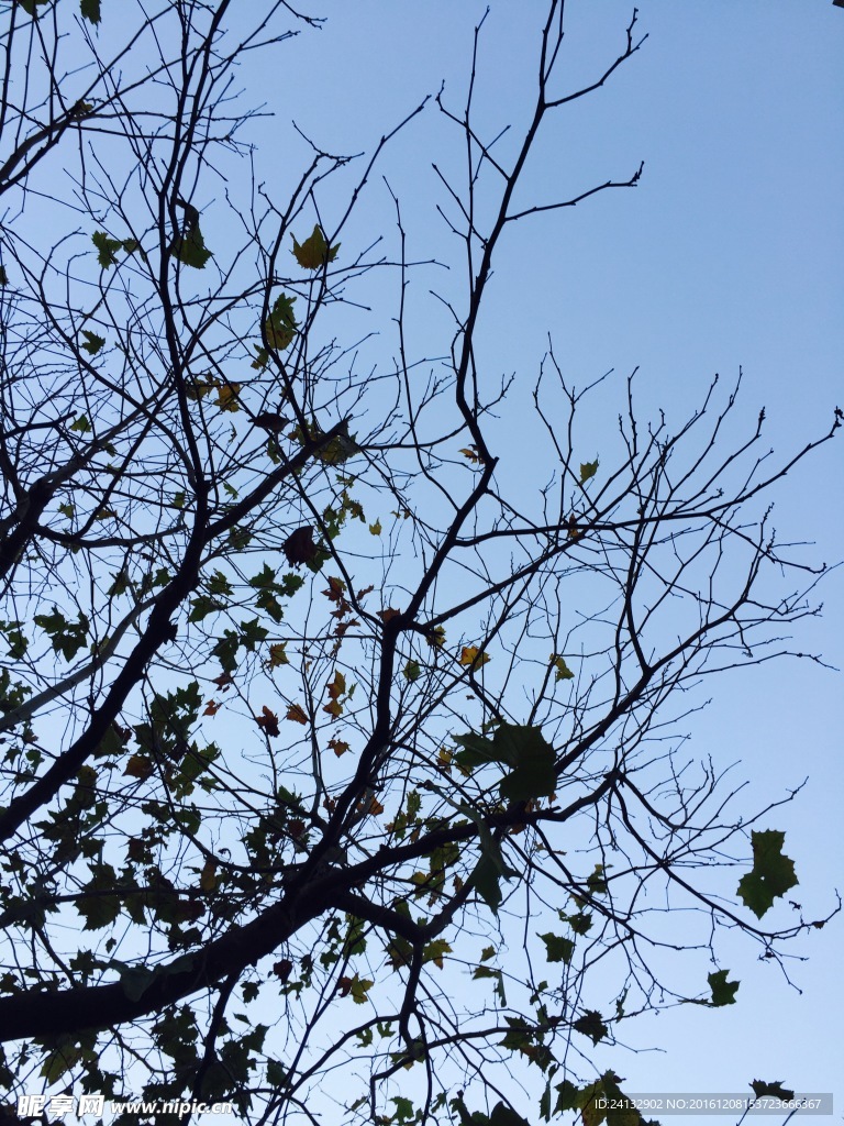 樹杈