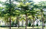 三亚椰树