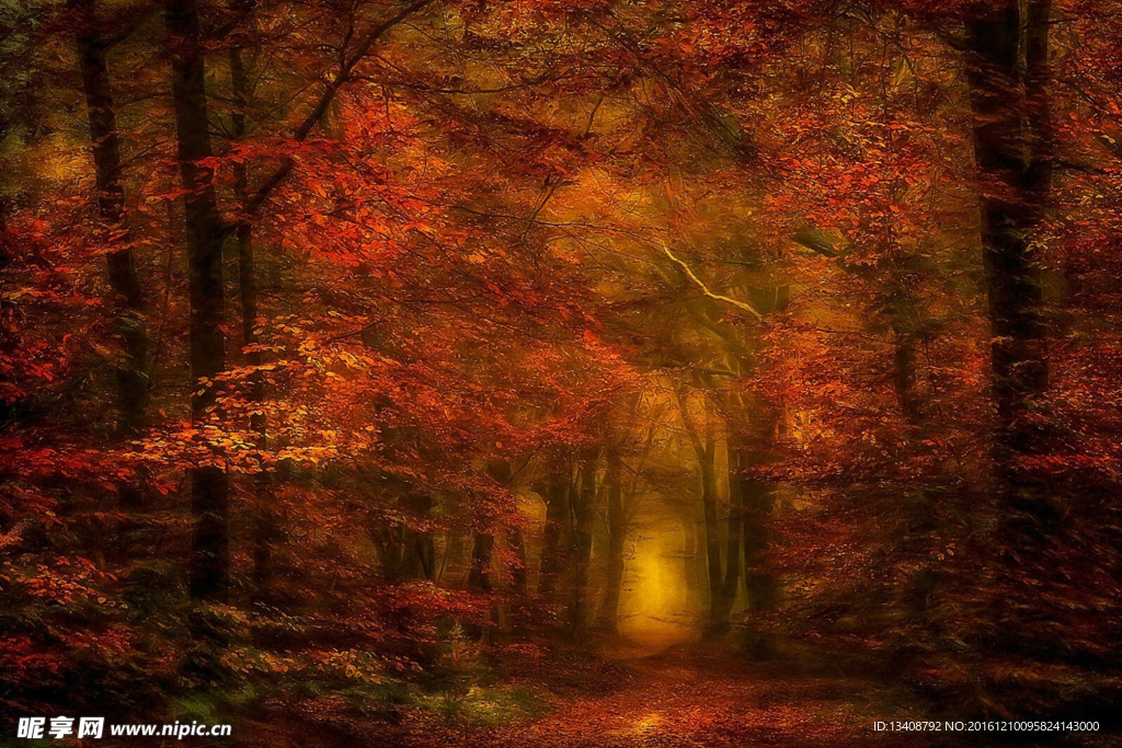 紅樹林