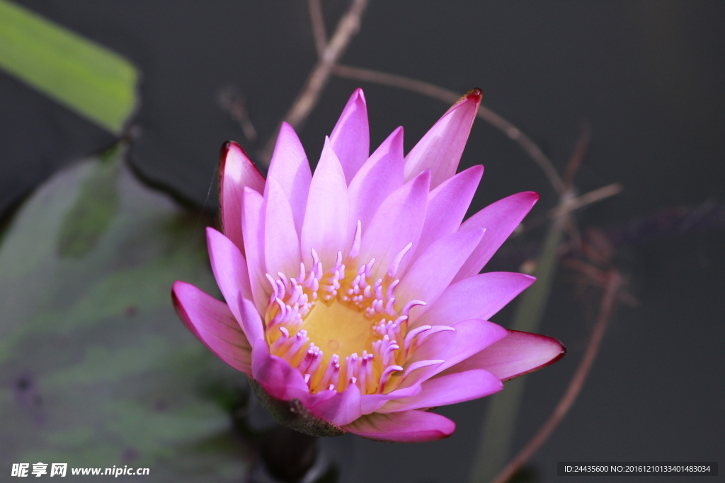 蓮花
