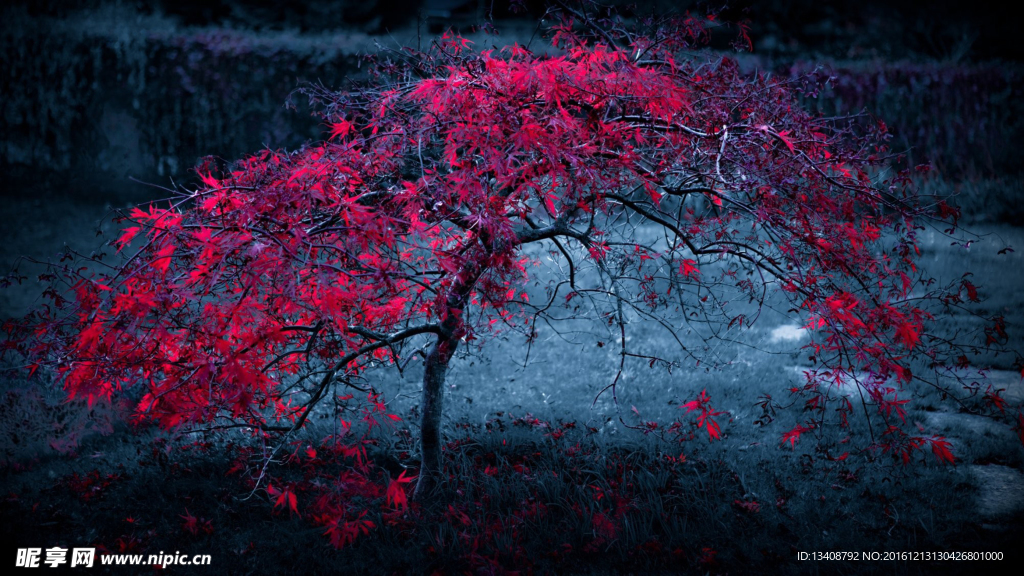 紅楓葉