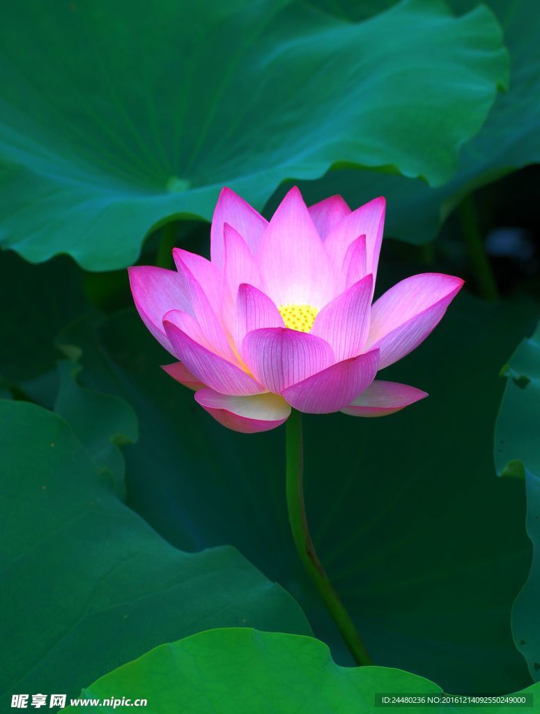 荷花素材