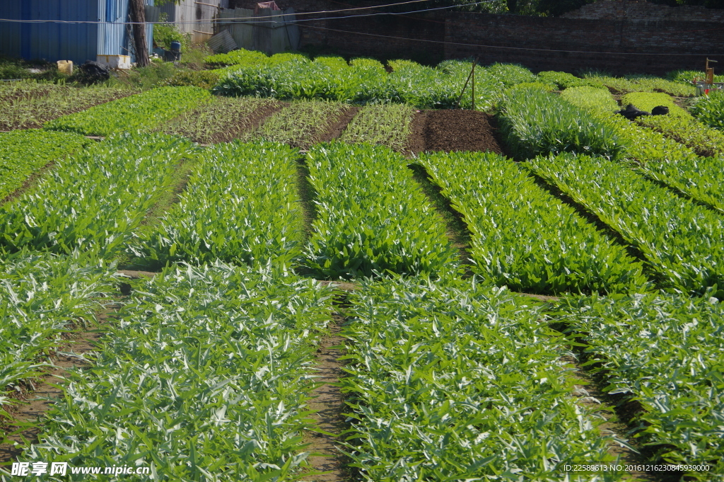 蔬菜基地片距