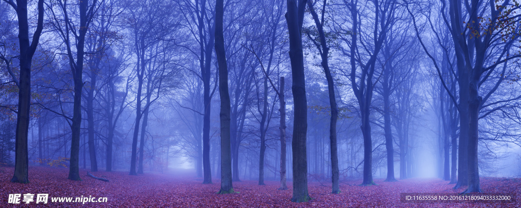黎明时分的树林高清摄影图片