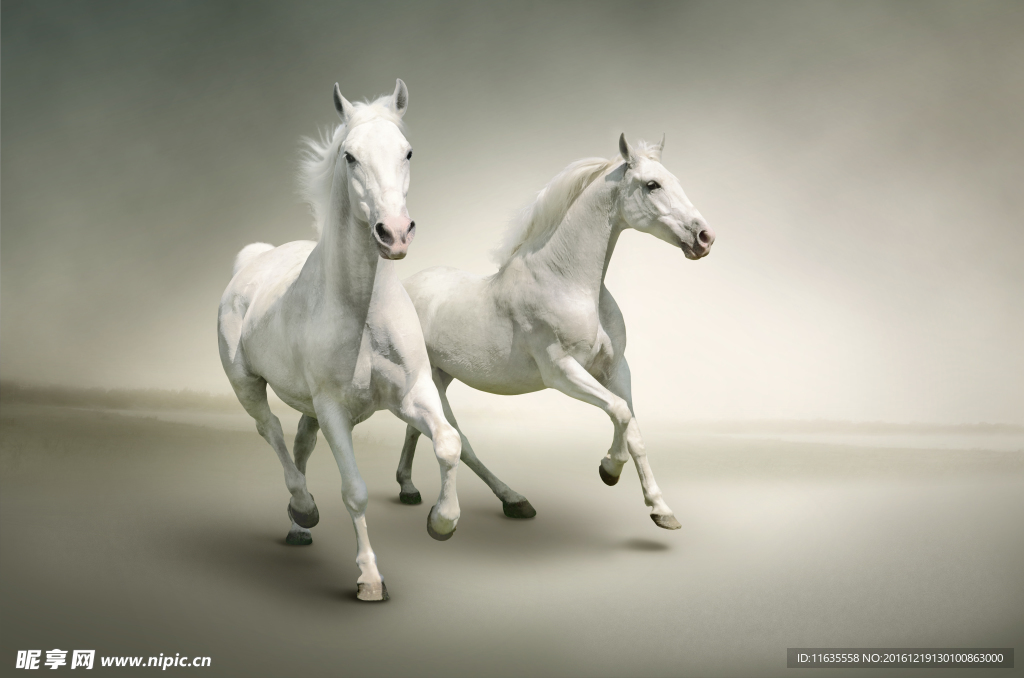漂亮的白色马头高清摄影图片