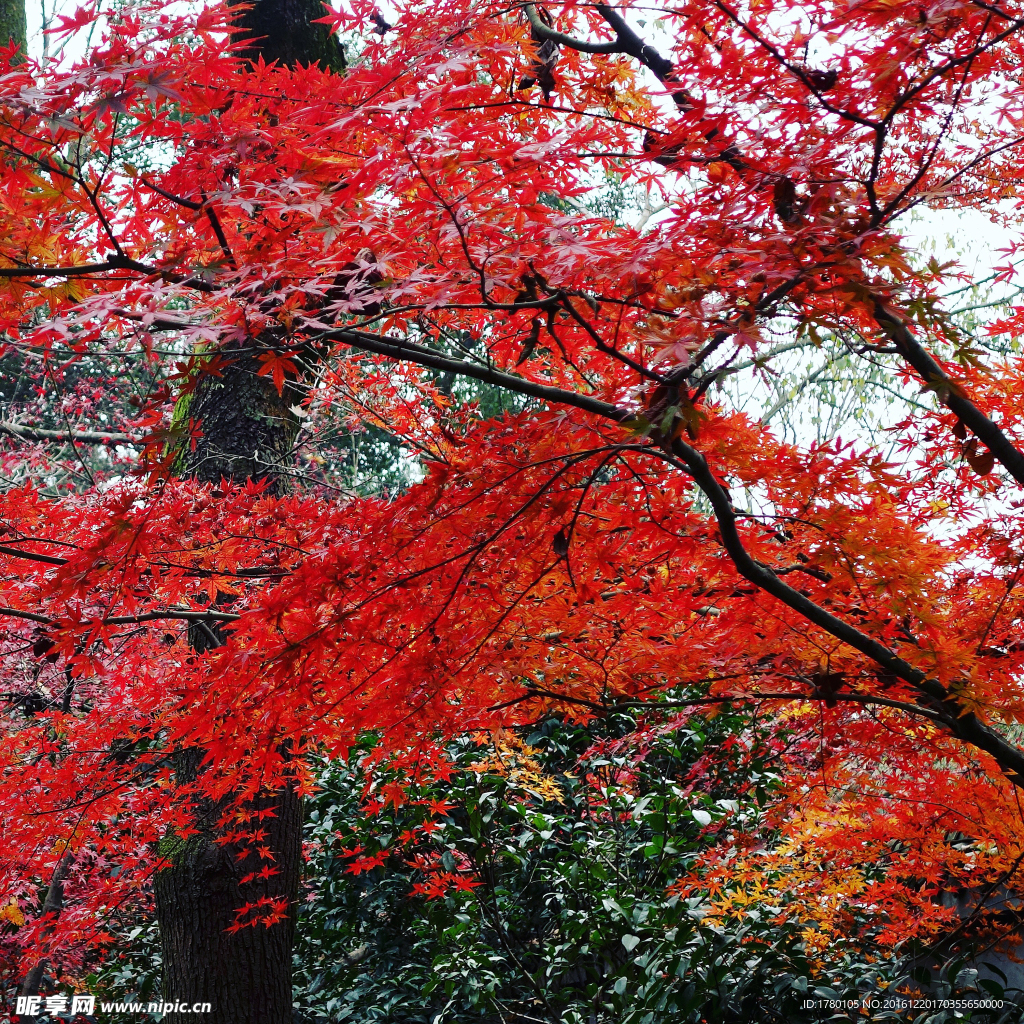 西湖紅葉