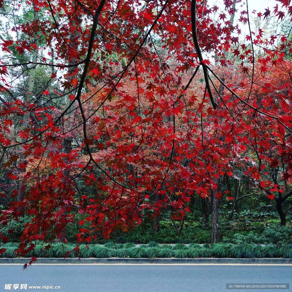 西湖紅葉