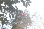 茶花
