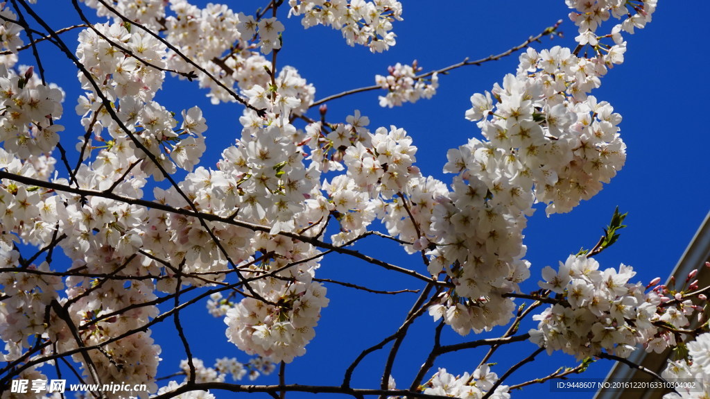 白梅花圖片