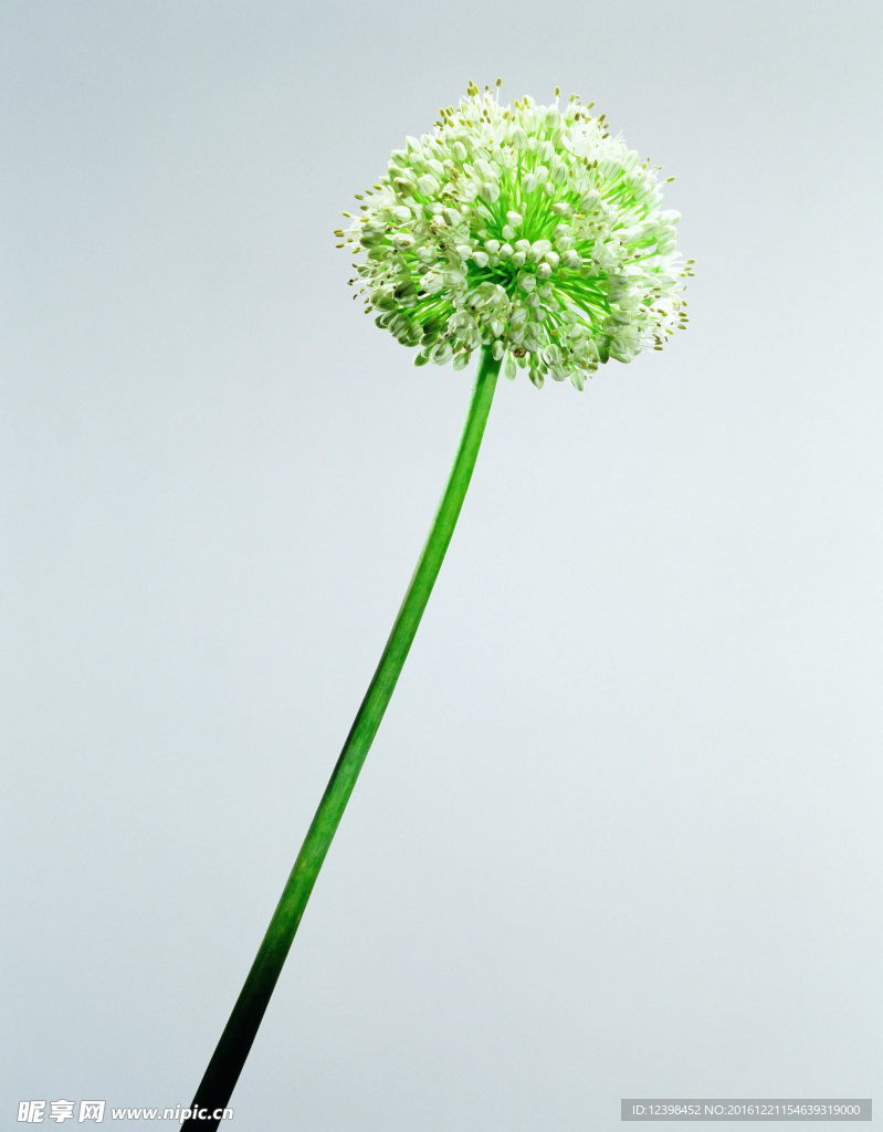 蔥花
