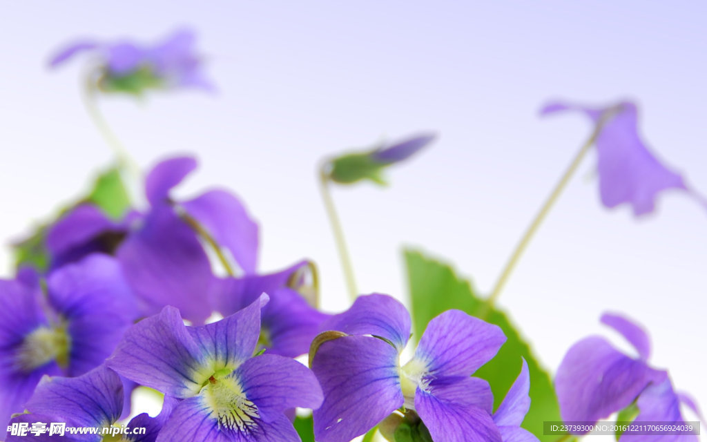 紫色花朵牽牛花