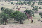 索马里长颈鹿
