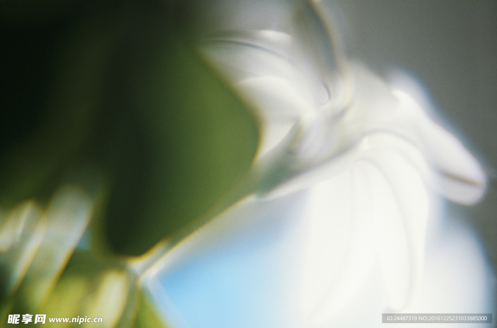 花瓣意境 花瓣背景 花瓣底紋