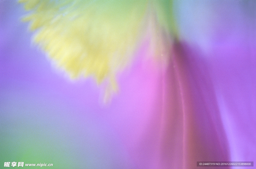 花瓣意境 花瓣背景 花瓣底紋