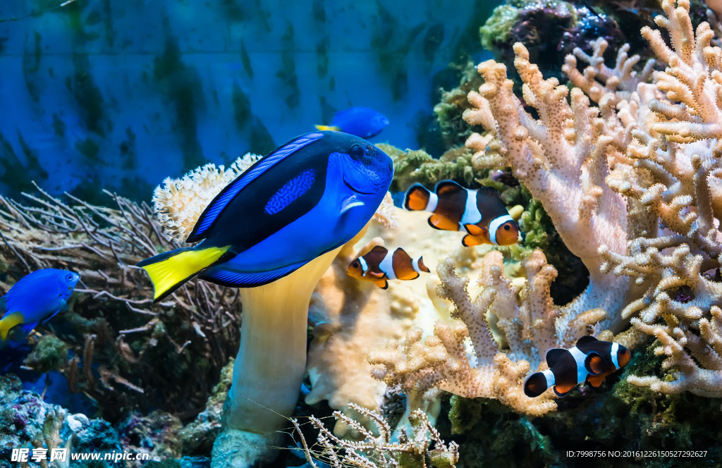 海底世界熱帶魚