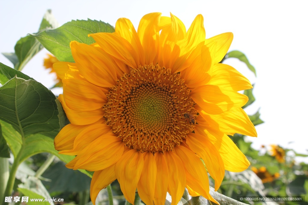 花園里的向日葵