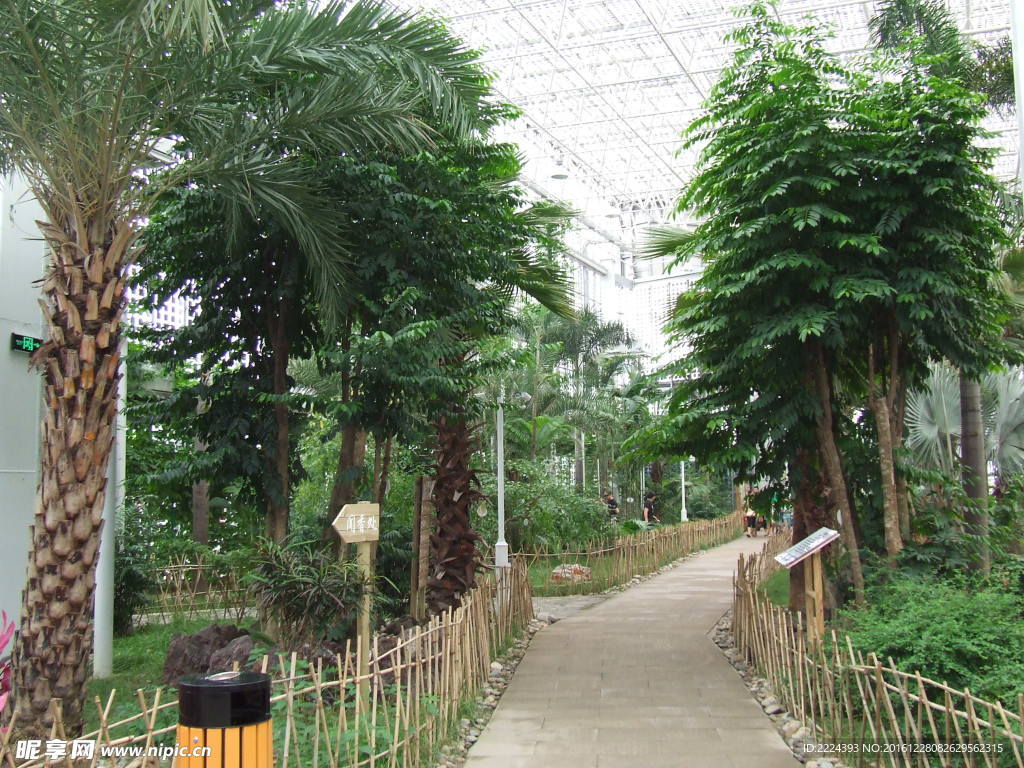 室內植物    熱帶植物