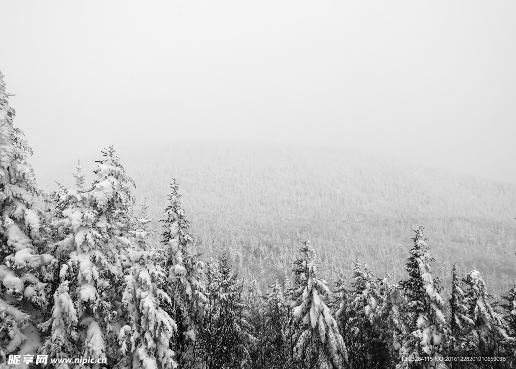 下雪天的樹林